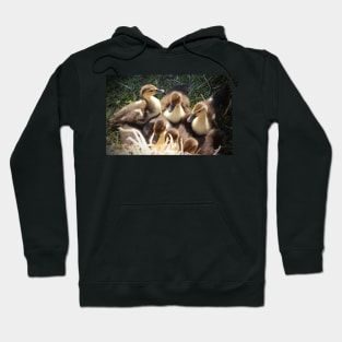 Ducklings Hoodie